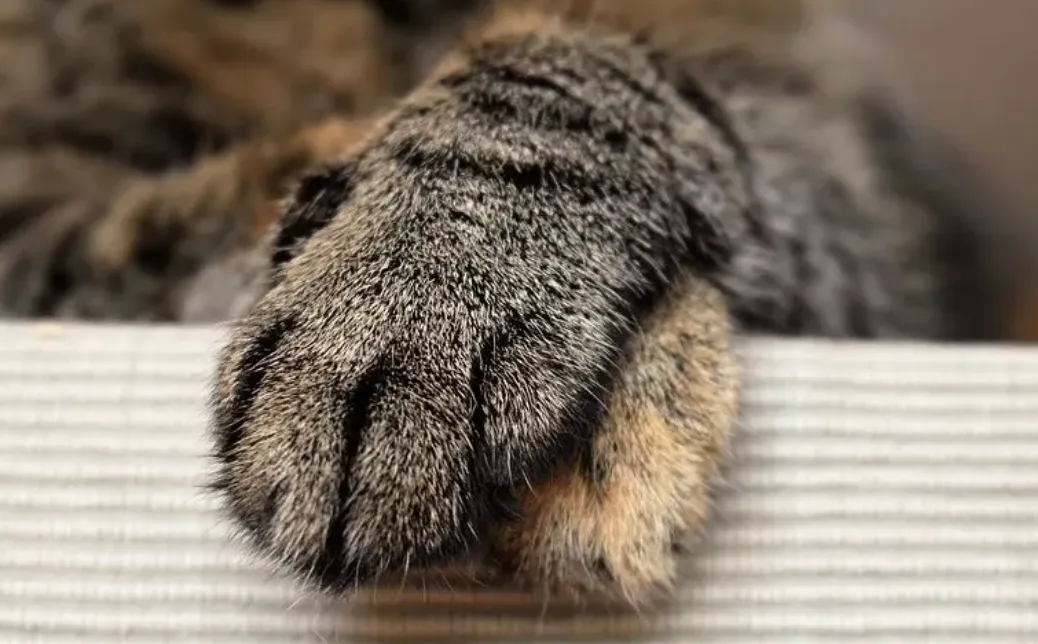 一觉醒来，我和猫咪交换了灵魂？